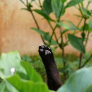 Meet your Posher, Rebecca